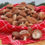 Shiitake-paddestoelen